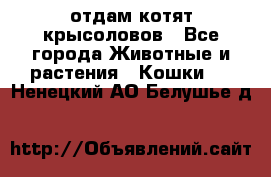 отдам котят крысоловов - Все города Животные и растения » Кошки   . Ненецкий АО,Белушье д.